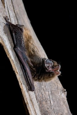 goulds-wattled-bat-chalinolobus-gouldii-2