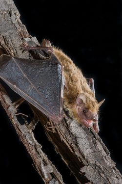 central-eastern-broad-nosed-bat-scotorepens-sp-parnaby