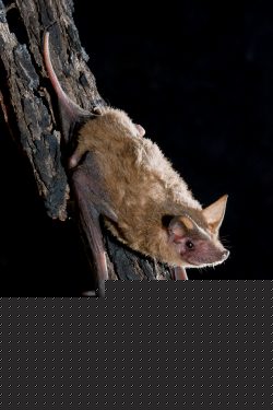 south-eastern-freetail-bat-ozimops-planiceps