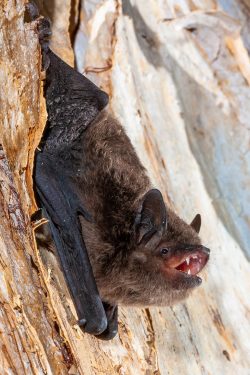 large-footed-myotis-myotis-macropus-3