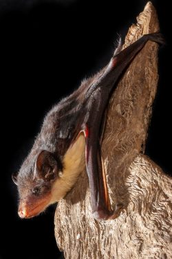 yellow-bellied-sheathtail-bat-saccolaimus-flaviventris