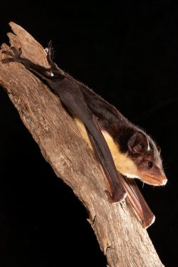 yellow-bellied-sheathtail-bat-saccolaimus-flaviventris-2
