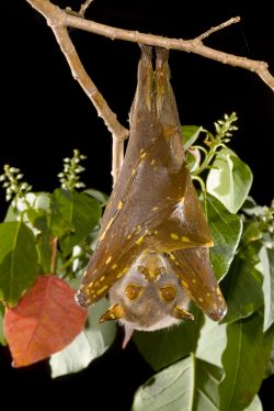 eastern-tube-nosed-bat-nyctimene-robinsoni