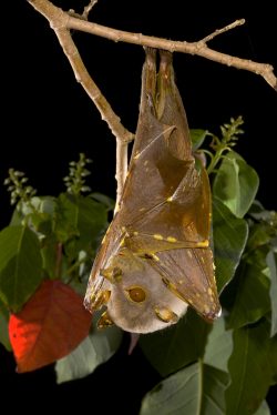 eastern-tube-nosed-bat-nyctimene-robinsoni-2