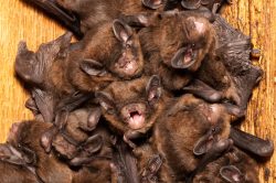 chocolate-wattled-bat-chalinolobus-morio-10