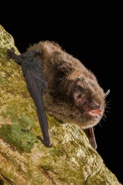 eastern-forest-bat-vespadelus-pumilus