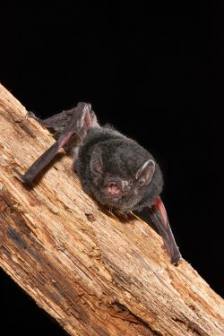 little-pied-bat-chalinolobus-picatus-3