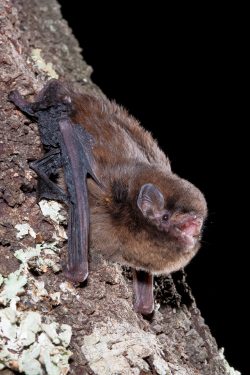 chocolate-wattled-bat-chalinolobus-morio-11