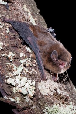 chocolate-wattled-bat-chalinolobus-morio-4