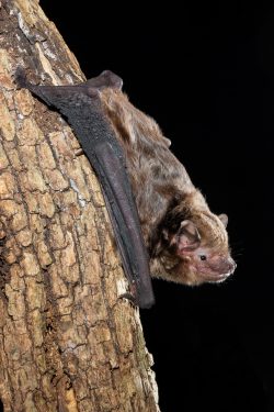 greater-broad-nosed-bat-scoteanax-rueppellii