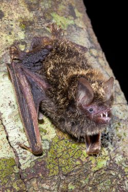golden-tipped-bat-phoniscus-papuensis