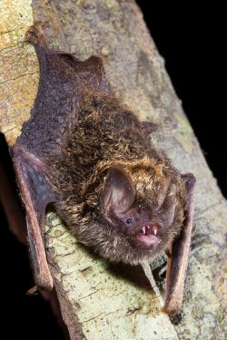 golden-tipped-bat-phoniscus-papuensis-2