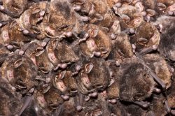 eastern-bentwing-bat-miniopterus-orianae-oceanensis