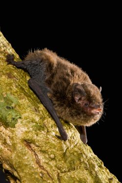 eastern-forest-bat-vespadelus-pumilus-2