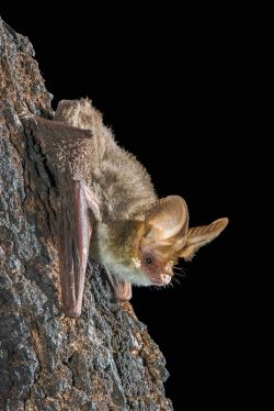 lesser-long-eared-bat-nyctophilus-geoffroyi-9