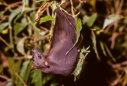 bare-backed-fruit-bat-dobsonia-magna-coen-qld-australiaaustralia