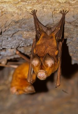 Hipposideros diadema
