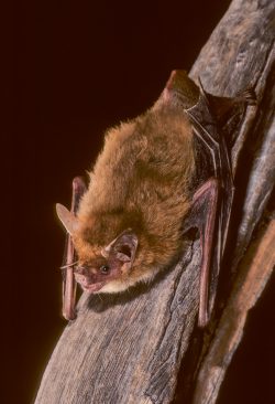 pygmy-long-eared-bat-nyctophilus-walkeri-adelaide-river-nt-australia