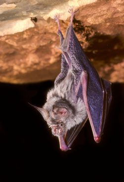 Hipposideros stenotis