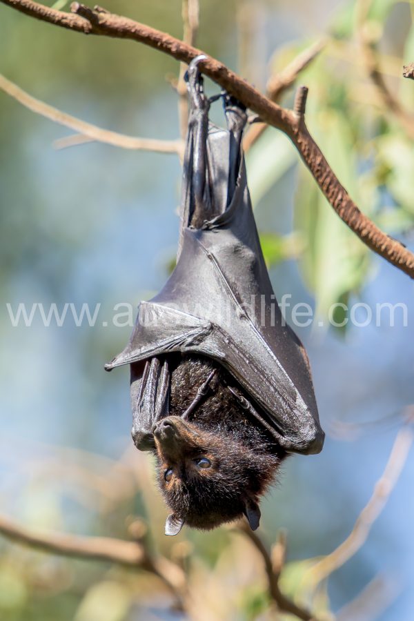 black-flying-fox-pteropus-alecto-5