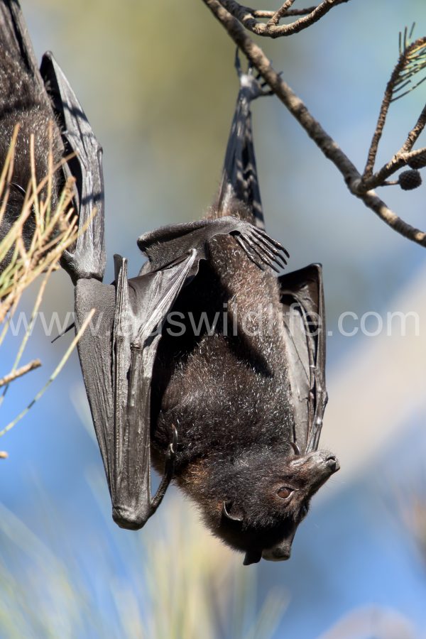black-flying-fox-pteropus-alecto-4