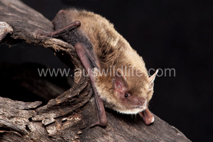 inland-forest-bat-vespadelus-baverstocki-5