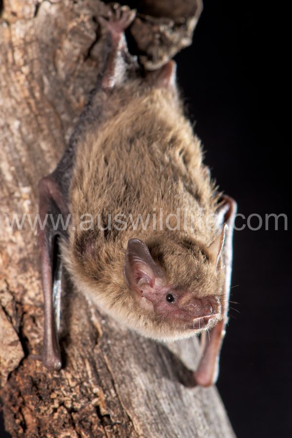 inland-forest-bat-vespadelus-baverstocki-6