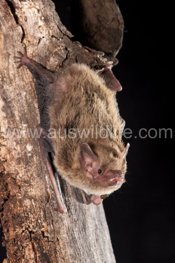 inland-forest-bat-vespadelus-baverstocki-7