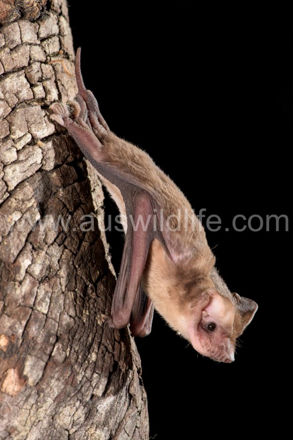 eastern-freetail-bat-ozimops-ridei