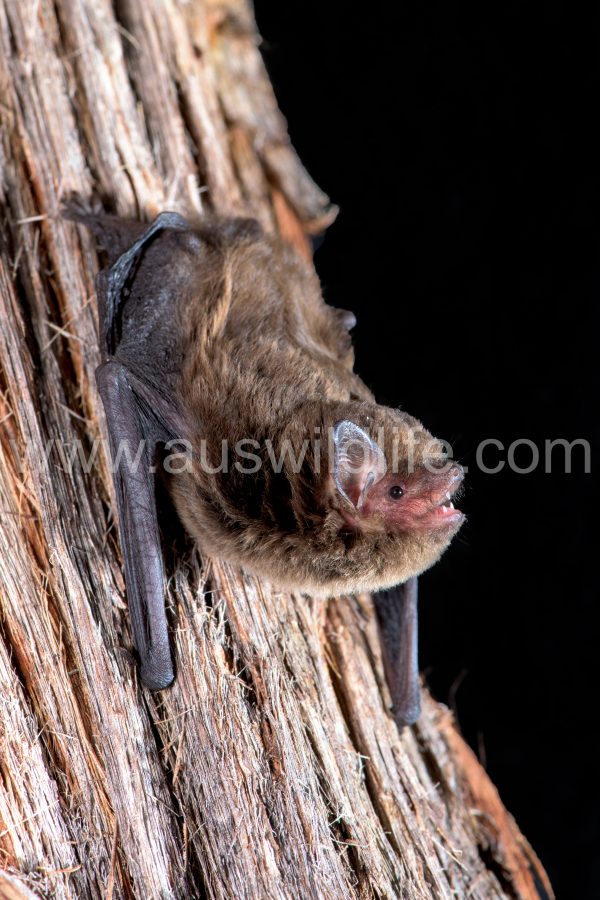 large-forest-bat-vespadelus-darlingtoni-3