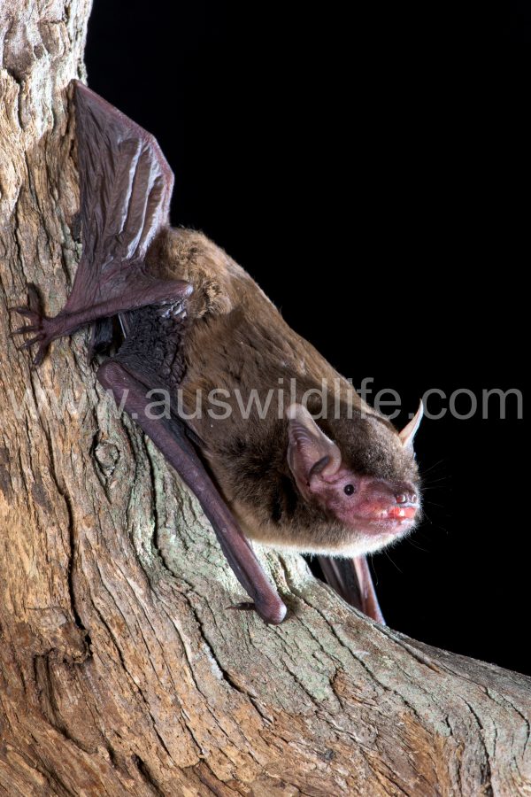 eastern-false-pipistrelle-falsistrellus-tasmaniensis-6