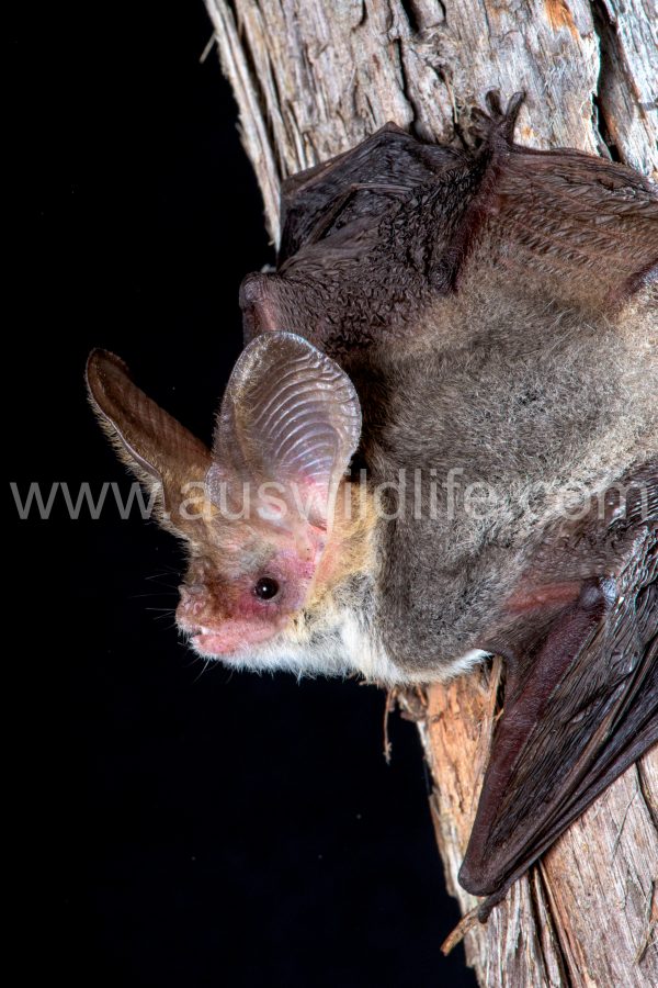 goulds-long-eared-bat-nyctophilus-gouldii-2