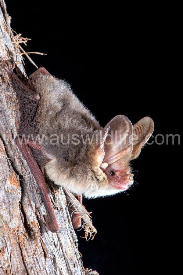goulds-long-eared-bat-nyctophilus-gouldii-3