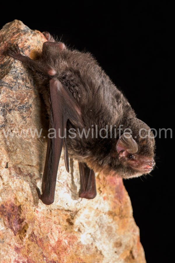 little-bentwing-bat-miniopterus-australis-3