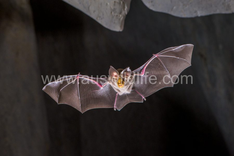 large-eared-horseshoe-bat-rhinolophus-robertsi-2