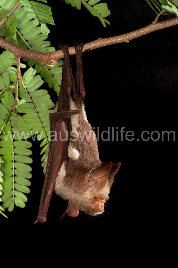 diadem-leaf-nosed-bat-hipposideros-diadema-3