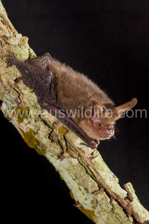 esatern-long-eared-bat-nyctophilus-bifax-2