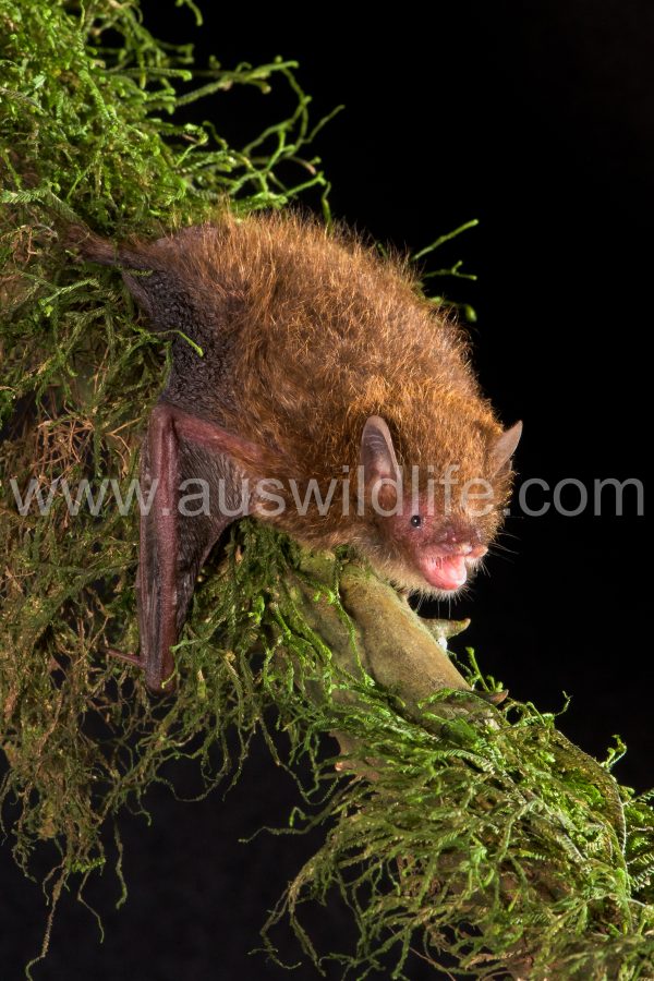 flute-nosed-bat-murina-florium-2