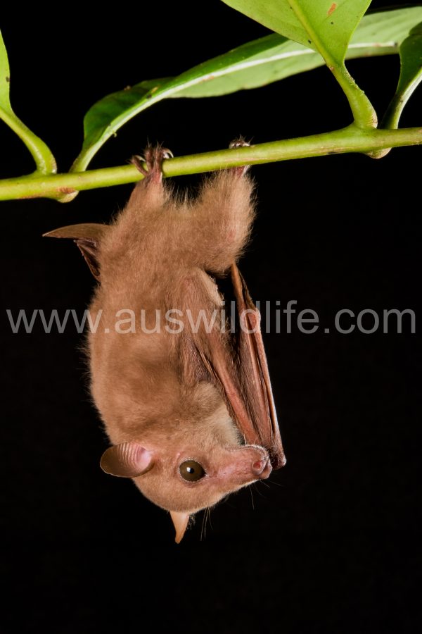 eastern-blossom-bat-syconycteris-australis-4