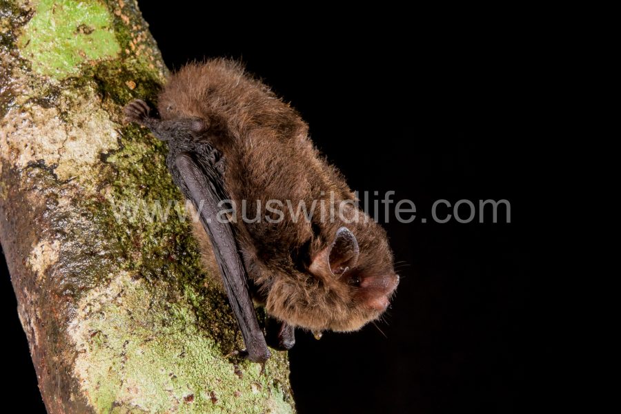 Eastern-forest-bat-vespadelus-pumilus-2