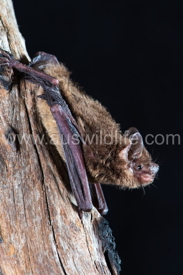 mangrove-pipistrelle-pipistrellus-westralis