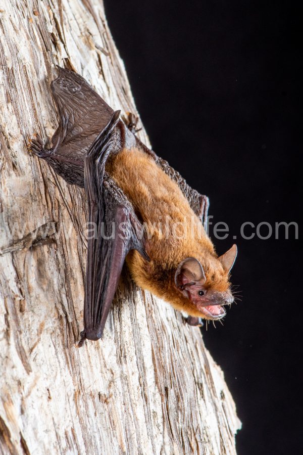mangrove-pipistrelle-pipistrellus-westralis-7