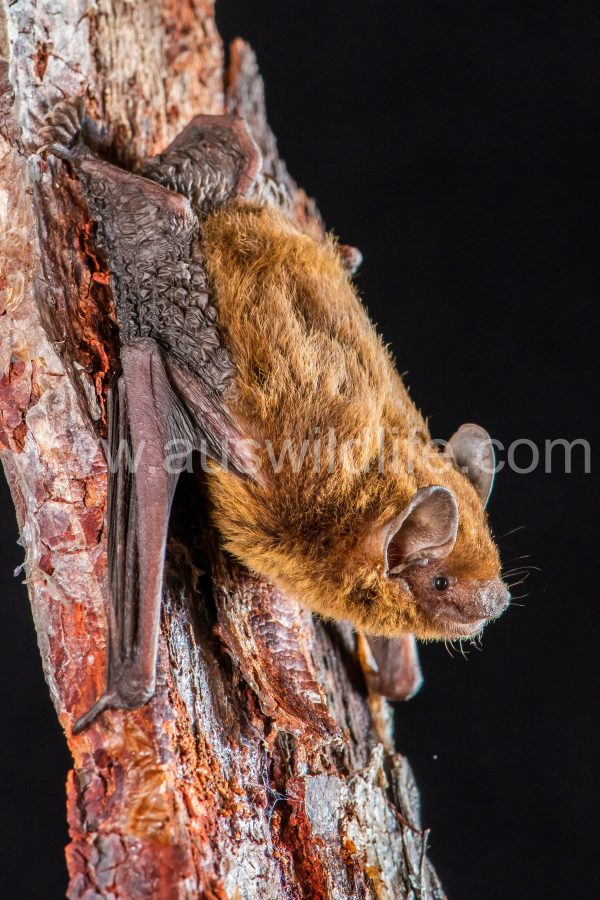 mangrove-pipistrelle-pipistrellus-westralis-8
