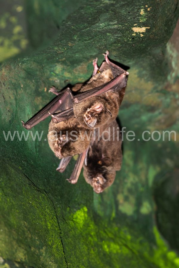 miniopterus-orianae-oceanensis-4