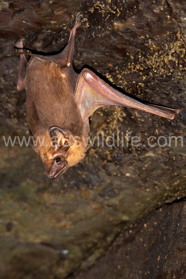 coastal-sheathtail-bat-taphozous-australis-3
