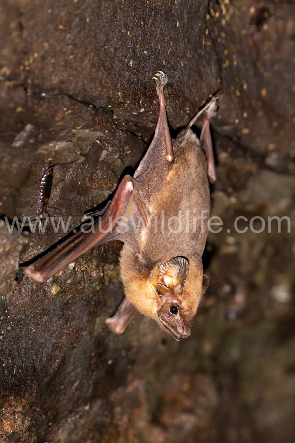 coastal-sheathtail-bat-taphozous-australis-4
