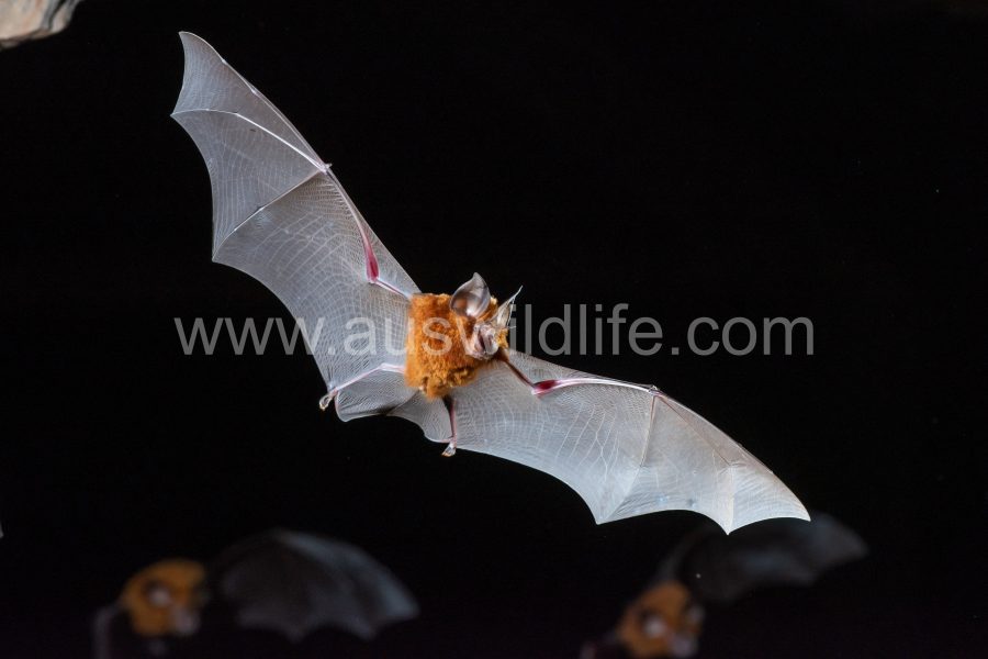 eastern-horseshoe-bats-rhinolophus-megaphyllus-2