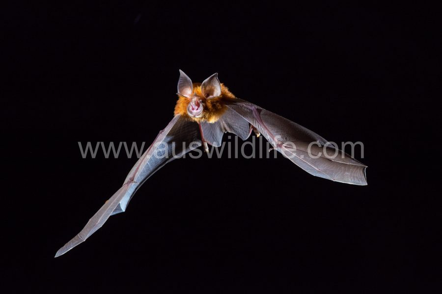 eastern-horseshoe-bats-rhinolophus-megaphyllus-5