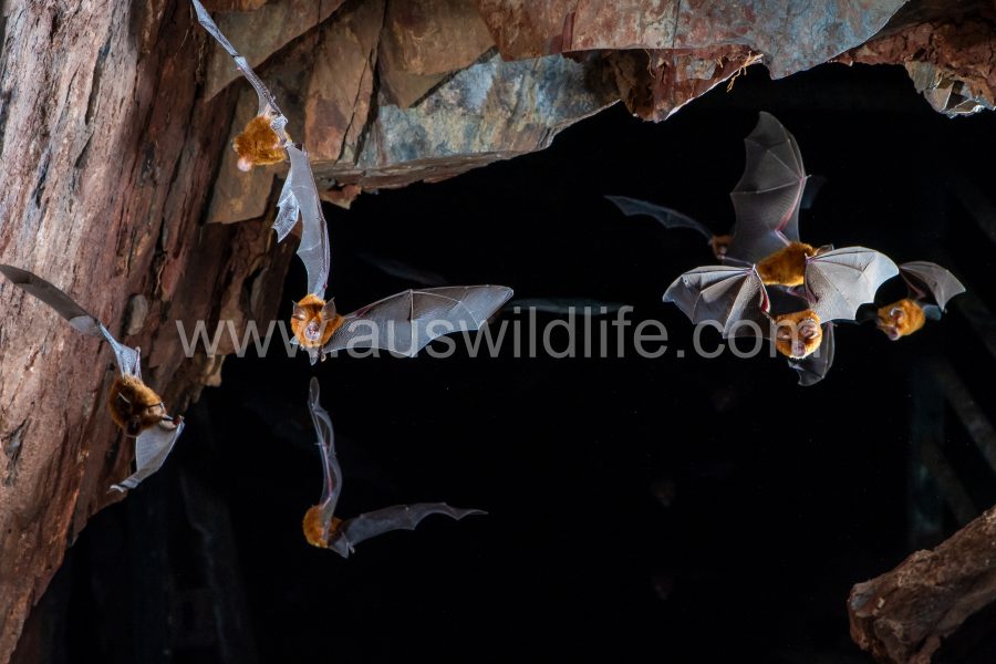 eastern-horseshoe-bats-rhinolophus-megaphyllus-6