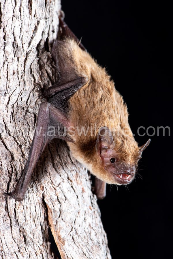 northern-broad-nosed-bat-scotorepens-sanborni-4